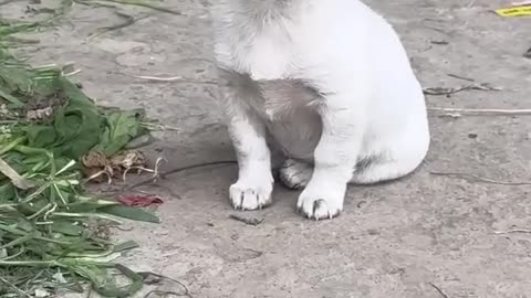 Funniest Videos 2023 😂 Funny Cats 🐱 and Dogs 🐶 Part#3