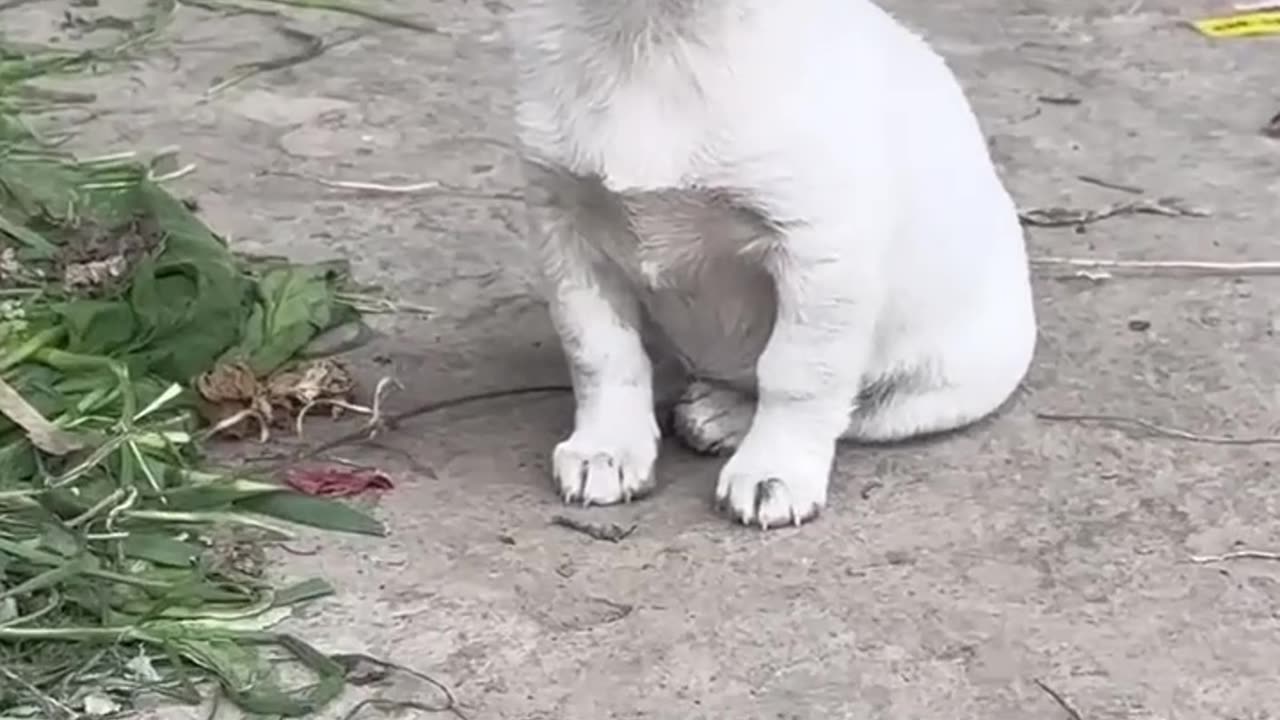 Funniest Videos 2023 😂 Funny Cats 🐱 and Dogs 🐶 Part#3