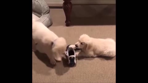 Episode 49 - Cannot stop laughing