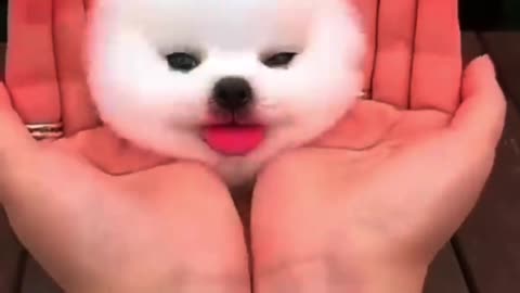 cute and white cute puppy