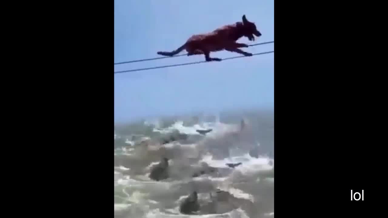 Dangerous Experience With Dog|Super Smart Dog Video|Cute Animal