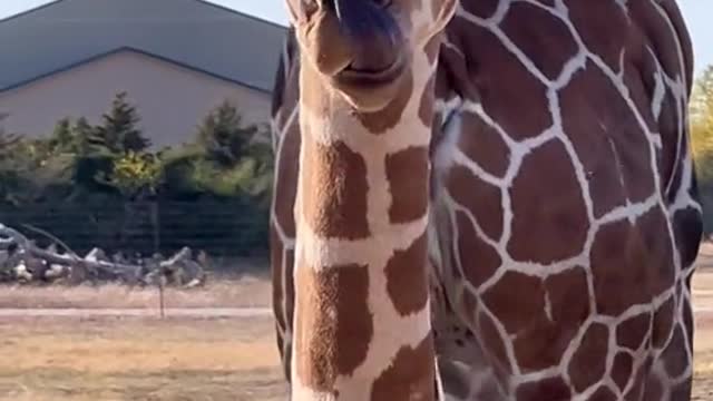 I mean just look at this baby giraffe!