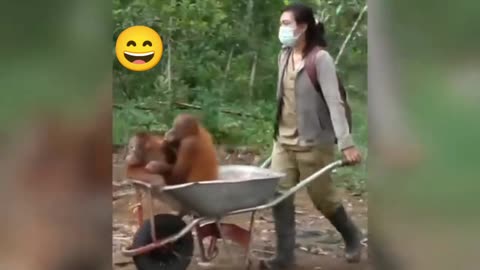 Funny monkey video
