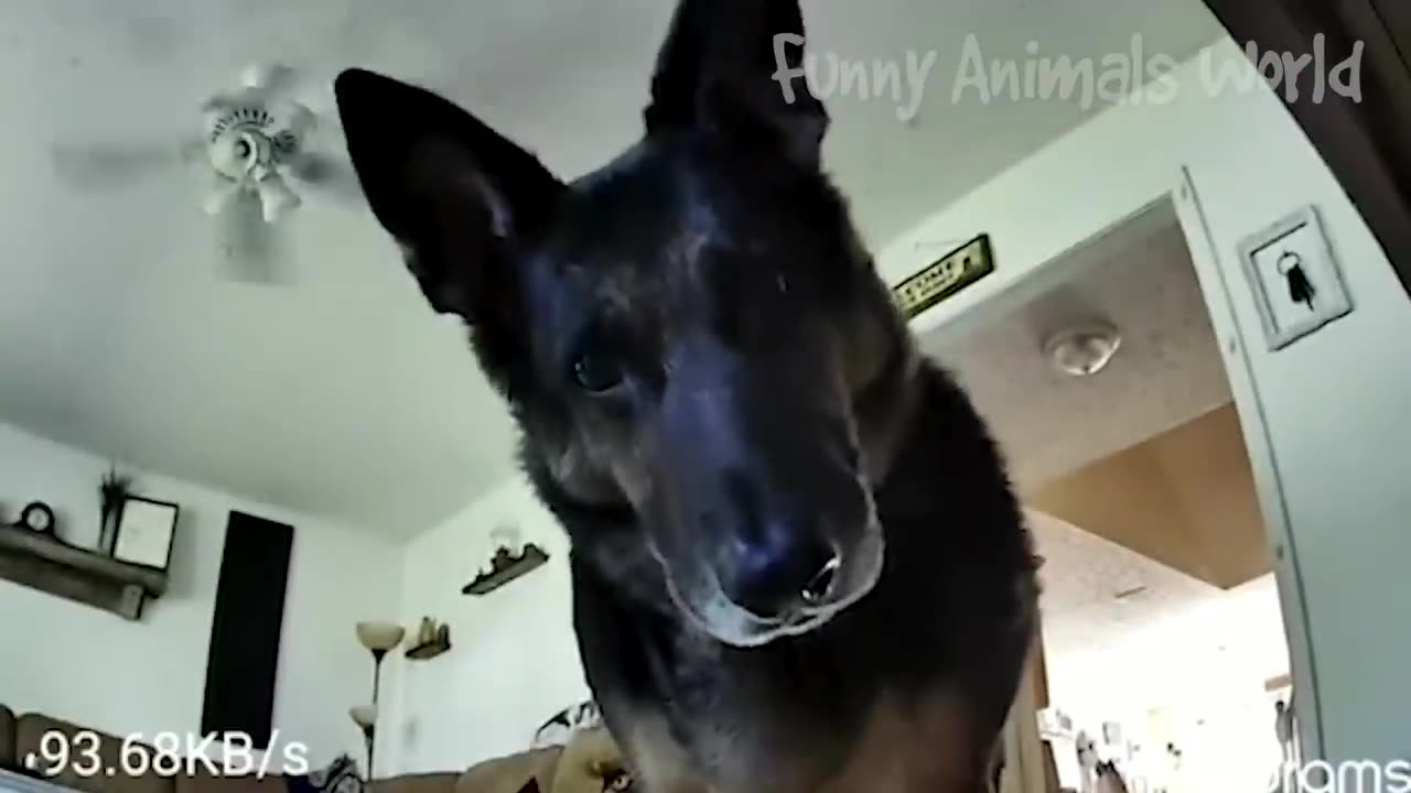 Funny Animal Videos 2023