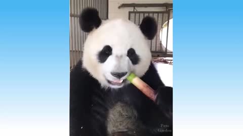 Funny animals 😺🐶 Funny cats and dogs Compilation