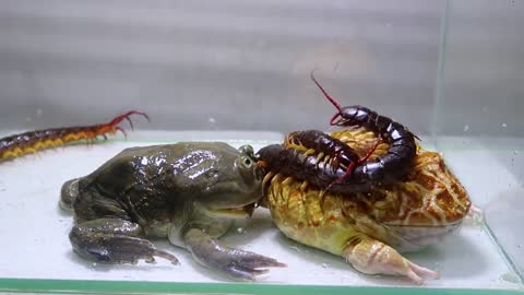 Green Bullfrog and Pond Frog and Foods-11