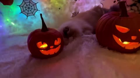 Cat Playing in lights and decorated objects.