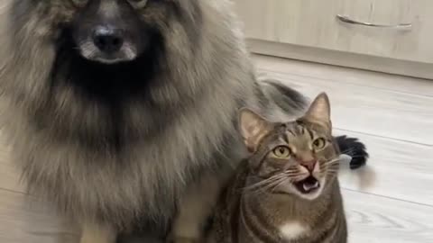 юмор