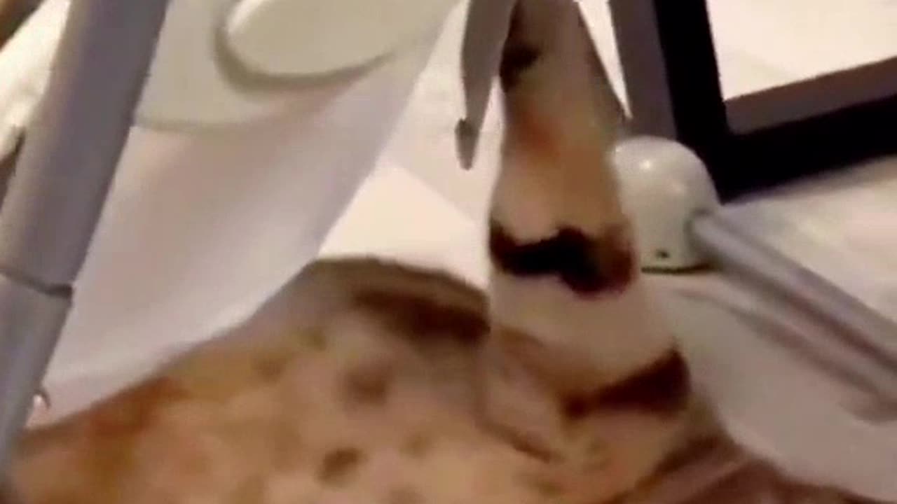 Funny baby funny cat | funniest moments #cat
