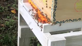 Santorini Hive landing board video August 2nd 2021