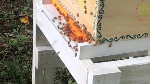 Santorini Hive landing board video August 2nd 2021