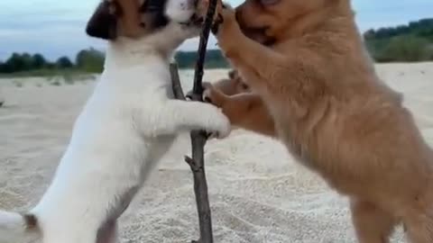 Two cute puppies are eating chicken feet