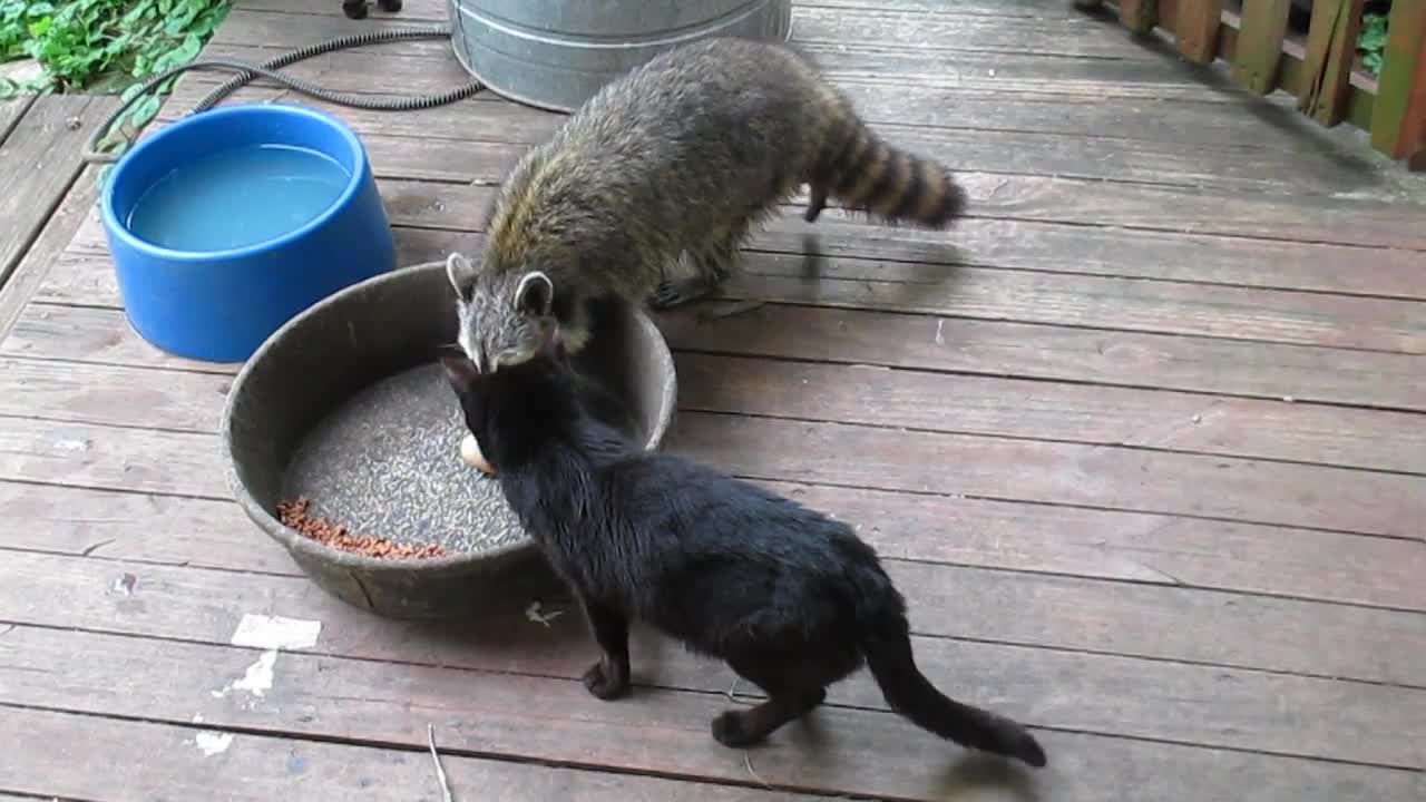 Grumpy cat scolds raccoon for stealing cat food