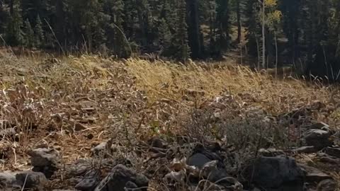 Elk Ridge Deer Hunt