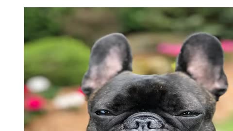 Top 05 Breeds of Dogs #dog #doglover