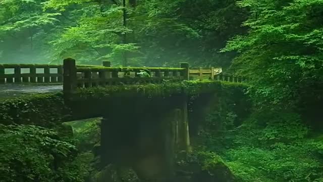 Relaxing nature sound you must watch this