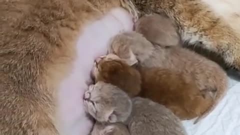 The cat is feeding her baby||How cats feed their babies||