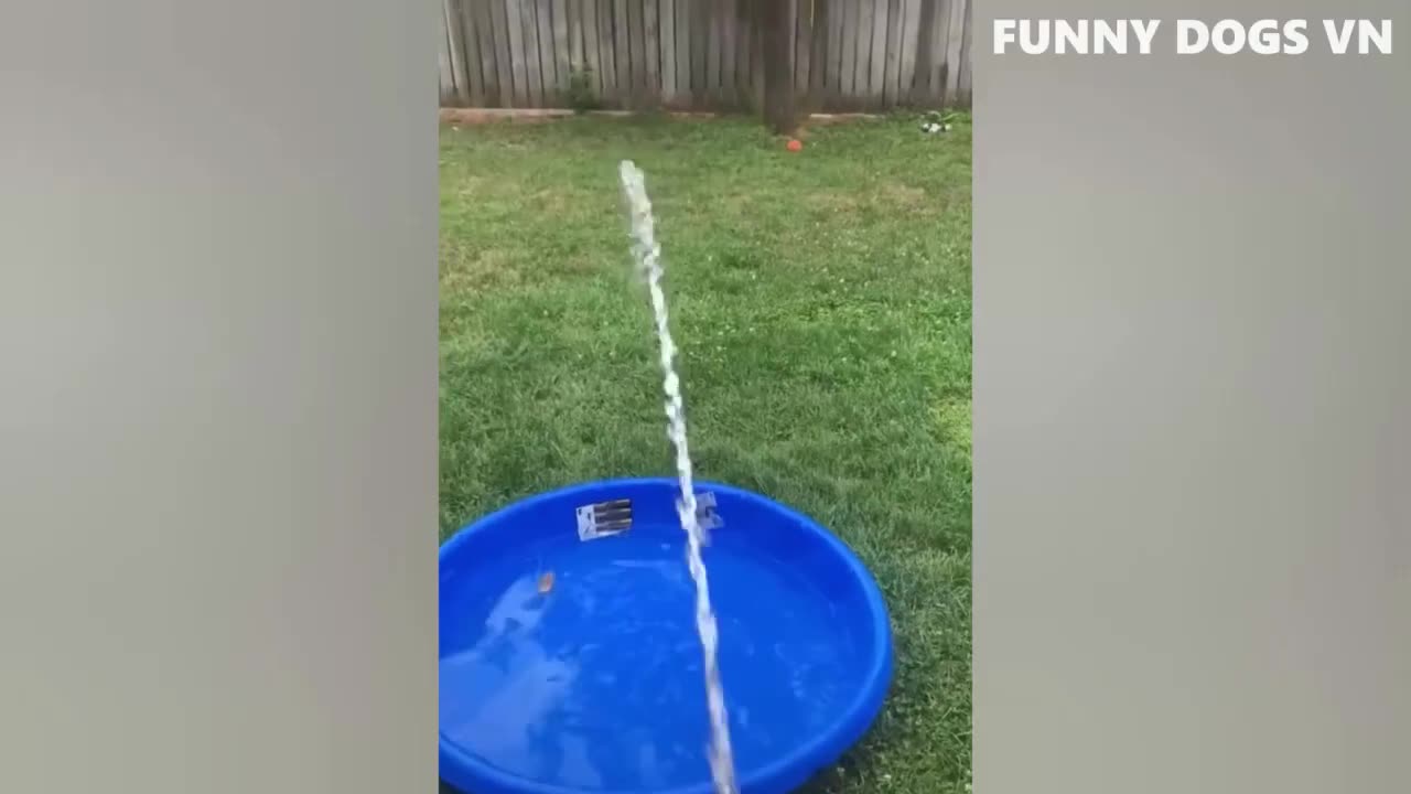 Animals Funny failes
