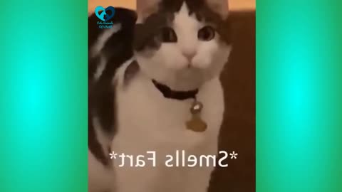 CONFIGURACIÓN PERFECTA para SAMSUNG A3,A5,A6,A7,J2,J5,J7,S5,S6 Animal videos
