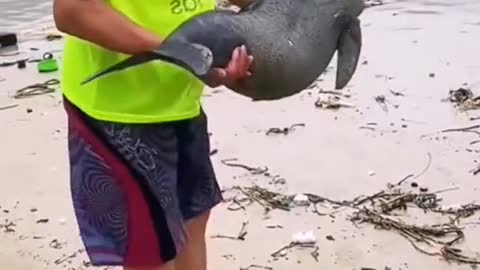 Is the dolphin still alive!