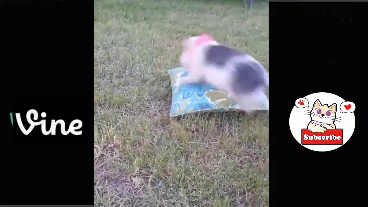 Best Funny Animal Videos Of The 2023 π€£ - Funniest Cats And Dogs Videos πΊπππΆ Funny cat & dog videos π