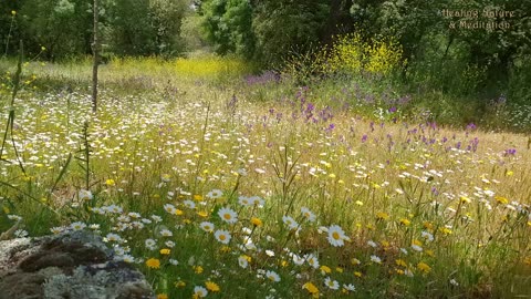 Relaxing Nature Ambience Meditation💜