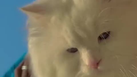 How we behave toward cats here below determines our status in heaven