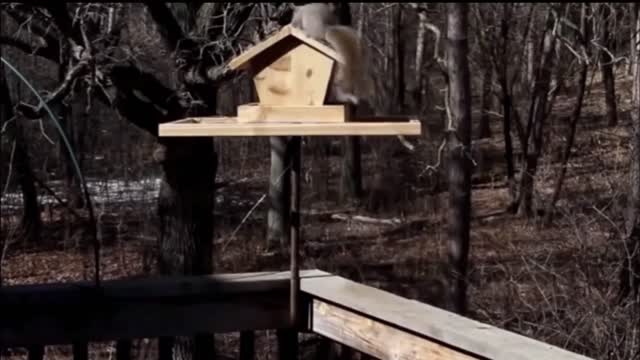 ShockedPopular Animals with Funny Sound Effects!!
