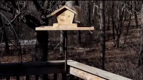ShockedPopular Animals with Funny Sound Effects!!