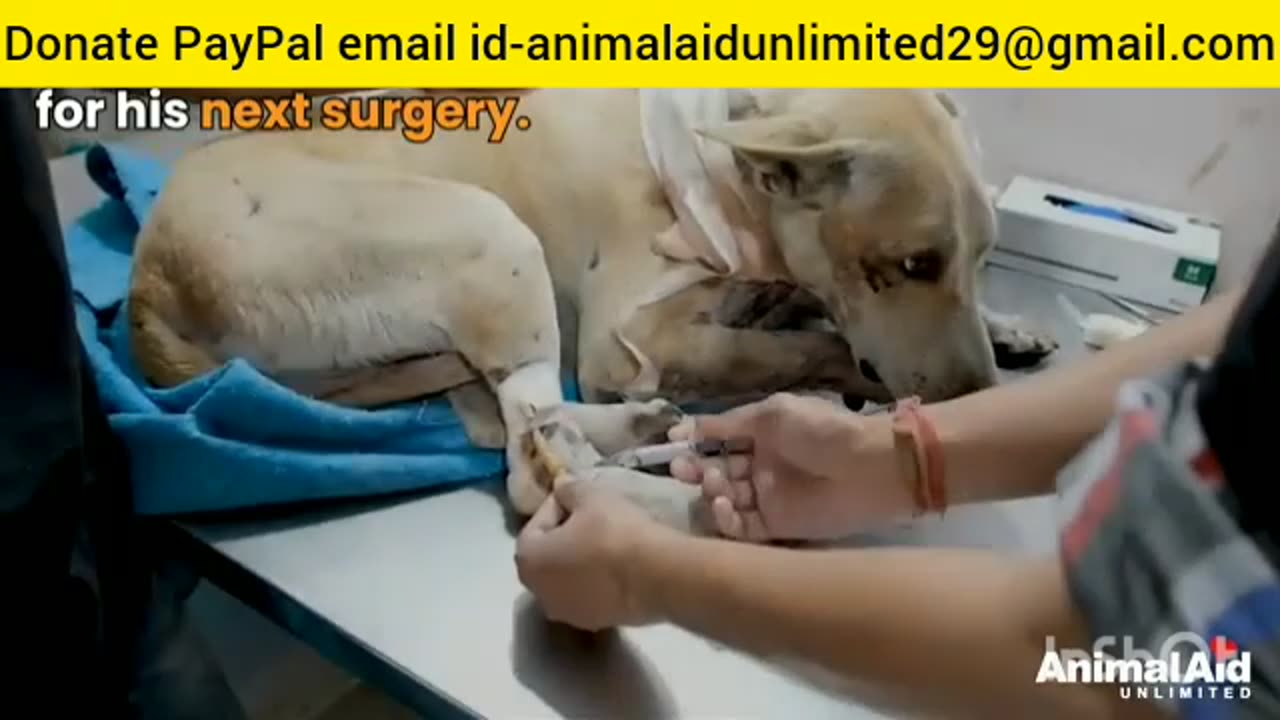 Animal are very beautiful DONATE PayPal email id-animalaidunlimited29@gmail.com