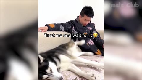 funny animals video