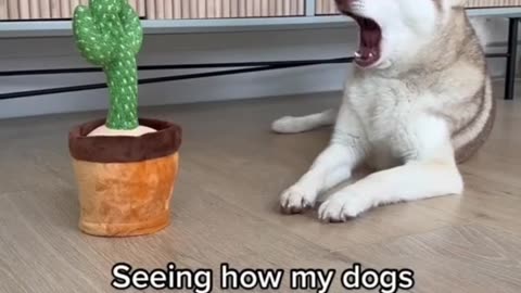 When Cats and Dogs Go Wild! 🐱🐶🔥