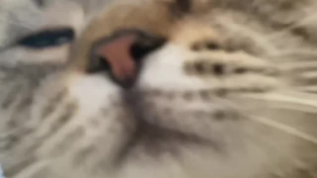 the cat does not like being stroked on the belly