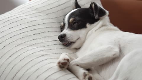 Sleeping Baby Dog
