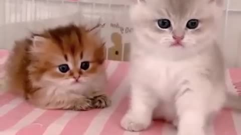 Funniest Cats Couple Enjoy Everytime | Cartoon | Raees