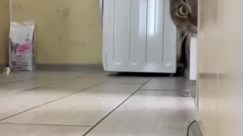 Funny cat opening style