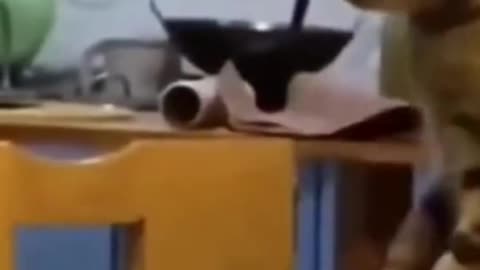 Funny Animal Videos #45