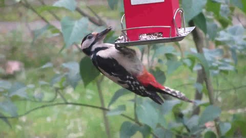 Bairds tweeting fun eating