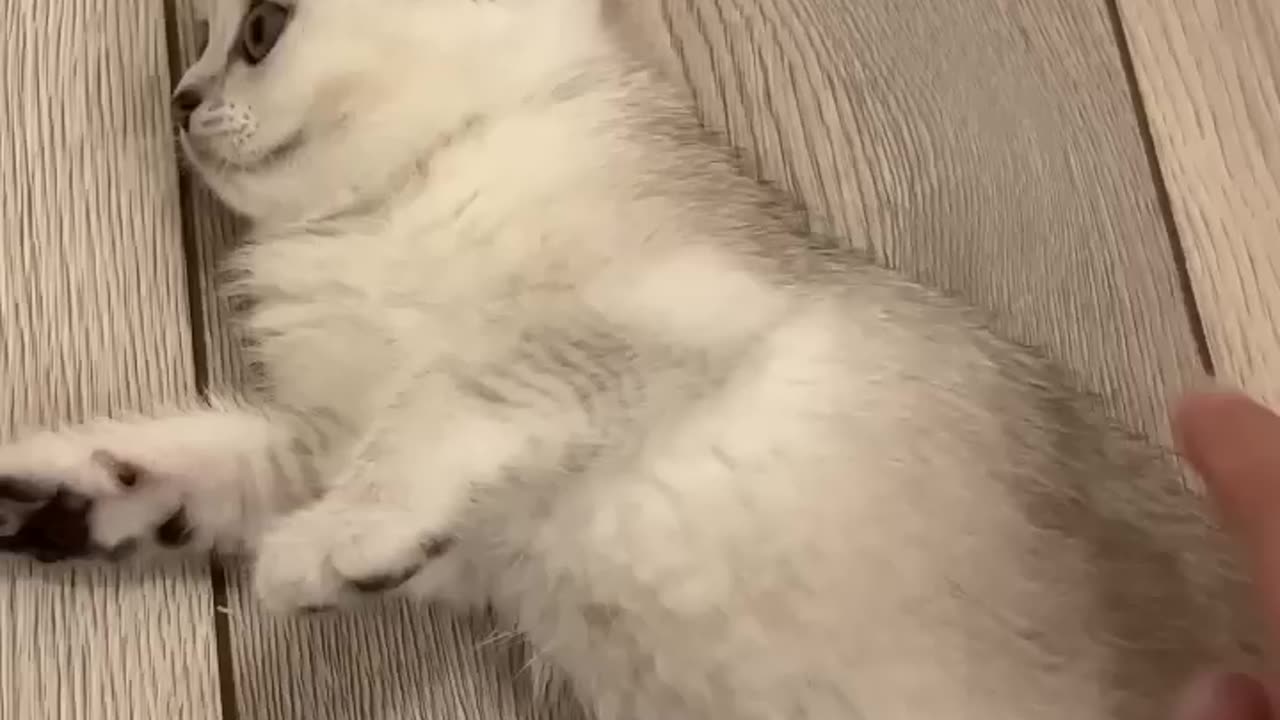 Cat "Mano" from 2022/2023 Cat❤️cats love
