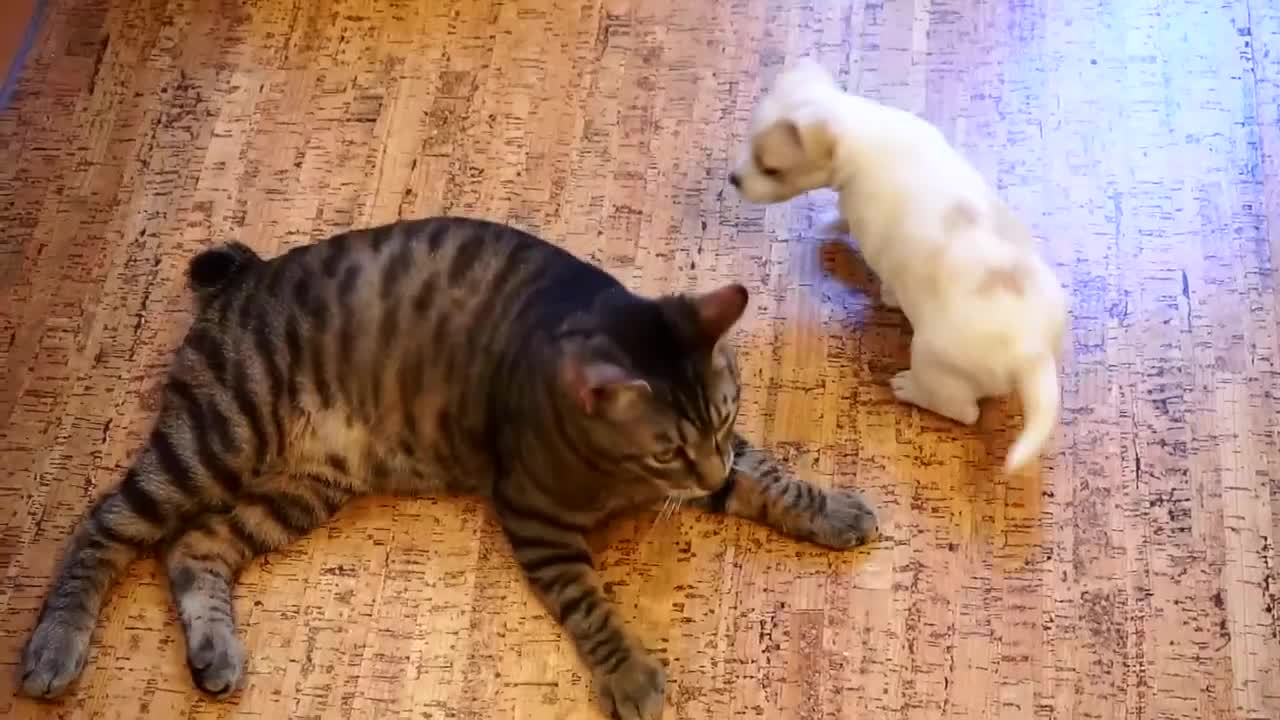 dogs and the cat