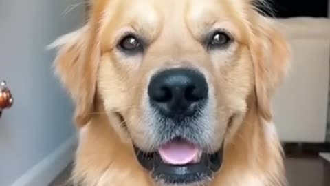 Funny Dog Model Face | Cute Dog | Golden Retriever