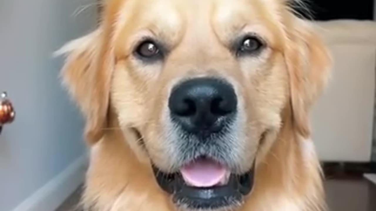 Funny Dog Model Face | Cute Dog | Golden Retriever