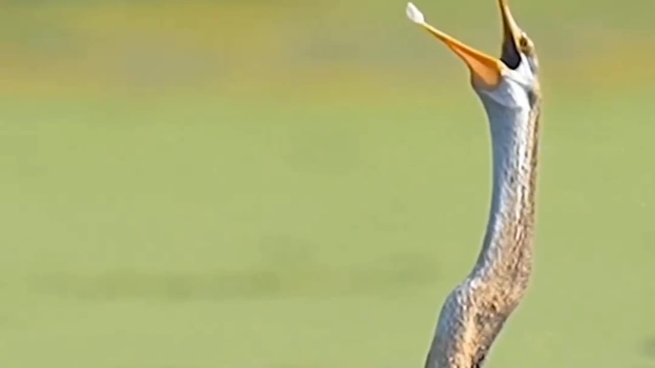 Loved this way of eating fish