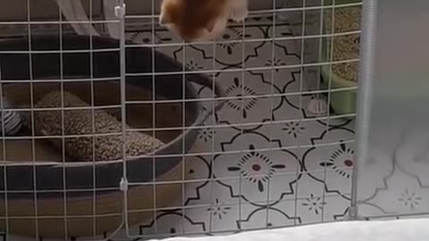 Cute cat