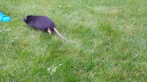 A fat rat on the grass