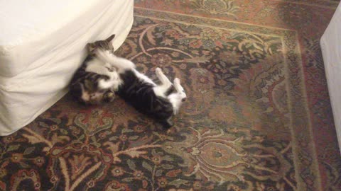 Pair of kittens engage in the most adorable play-fight ever