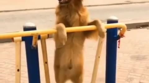 dog video funny
