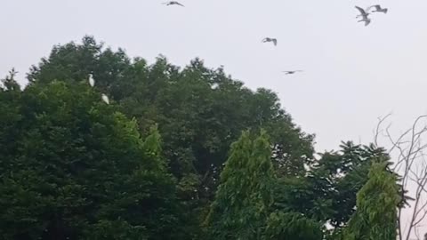 Birds flying in to the sky, beautiful view and nature.