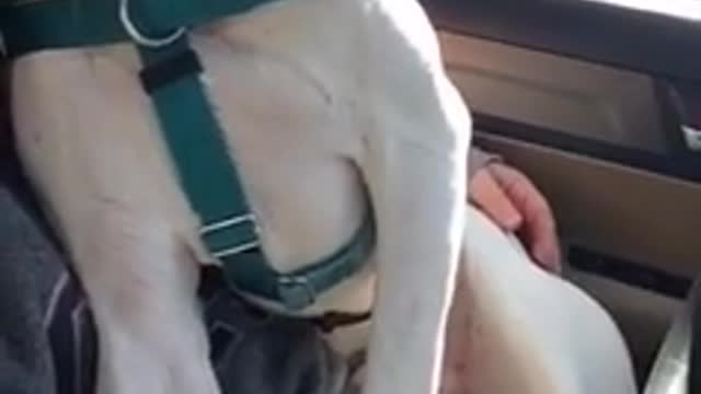Can you imagine what it must be like for a dog living in a shelter?