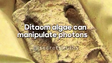 These 1000 + year old Alien Skeleton have OSMIUM METAL & Eggs inside.